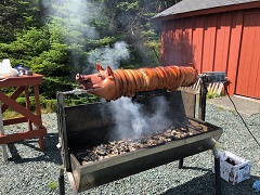 Pig1